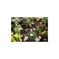 Preview: Gardena Micro-Drip-System Tropfr 4,6 mm (3/16), 1,5 l/h, 15 m